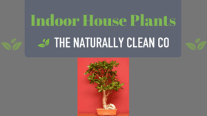 Indoor House Plants