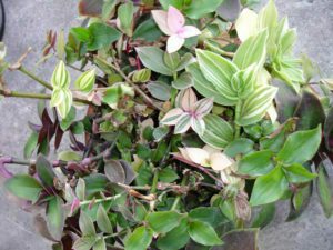 indoor house plants