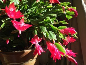 indoor house plants